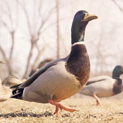 平台在线ddos压力测试